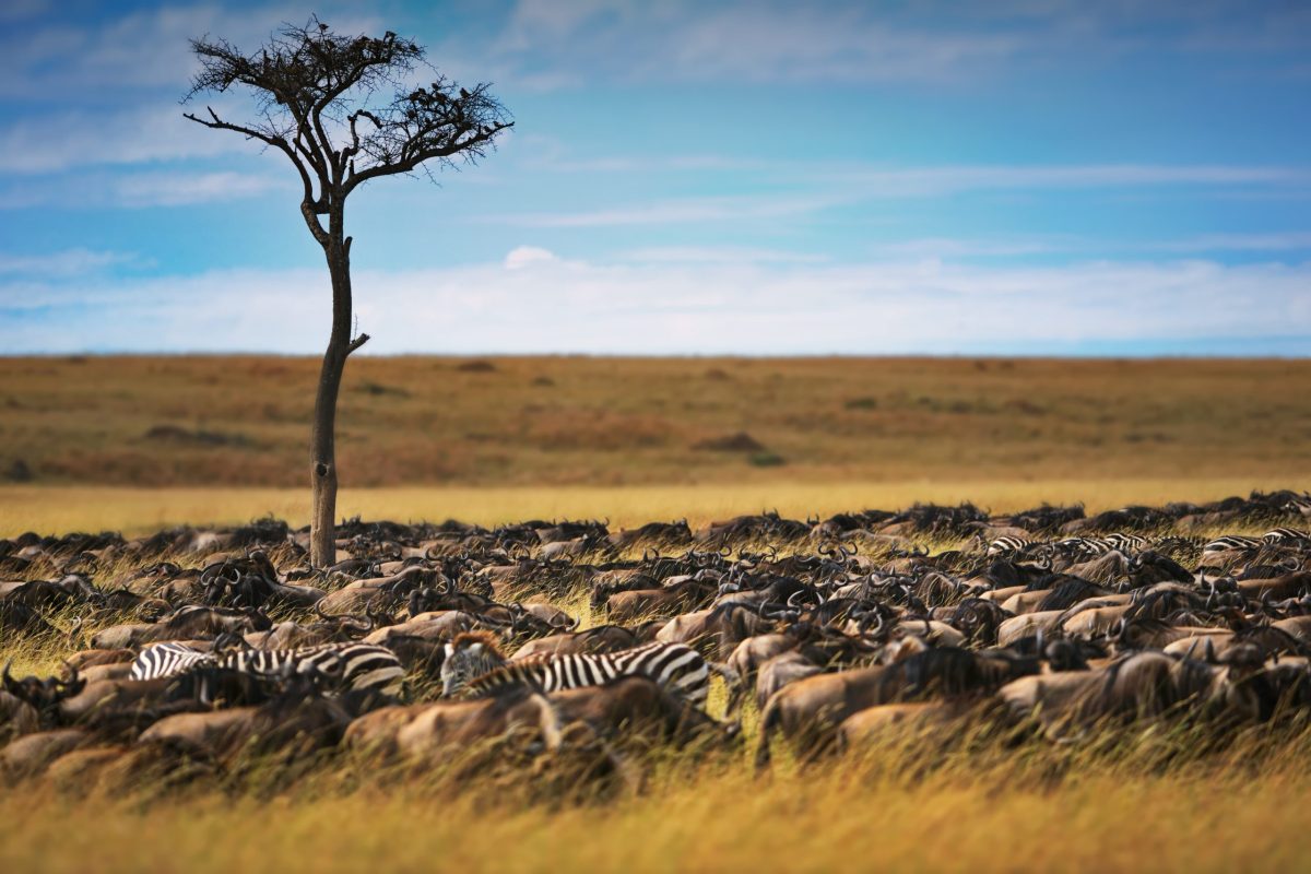 Safari