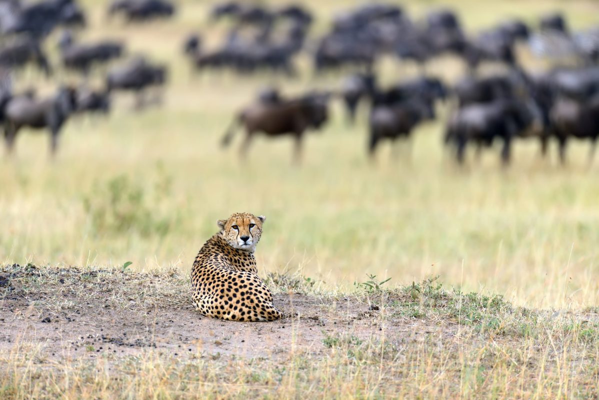 Safari