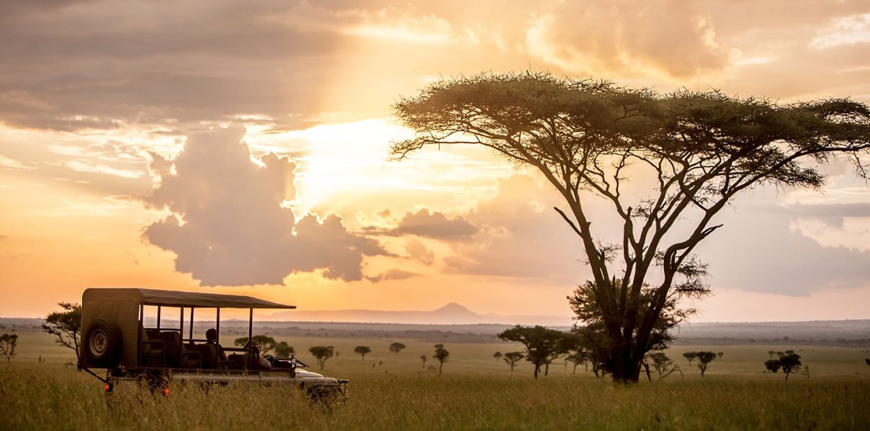 Safari