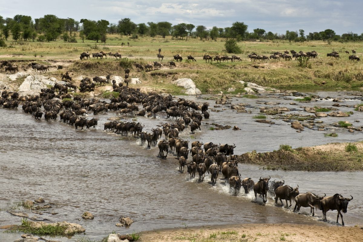 Safari