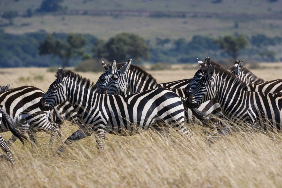 Safari